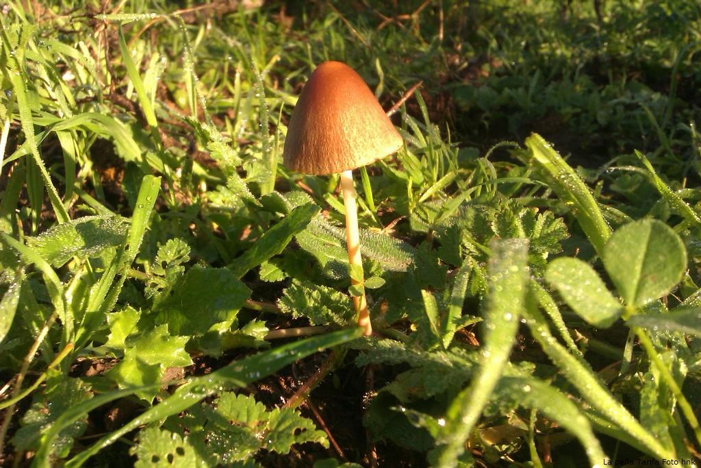 Setas en el campo de Tarifa