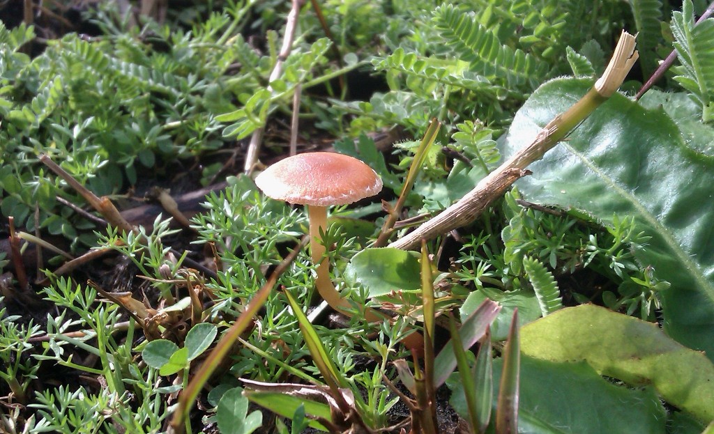 Setas en la naturaleza de Tarifa