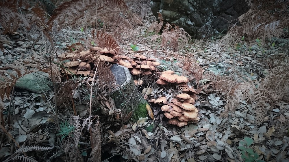 Setas de todas formas y tamaños