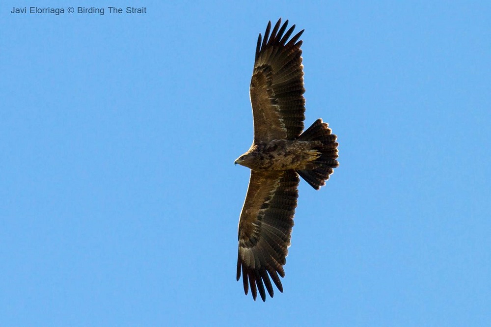 Spotted eagels Foto Javi Elorriaga - Birding The Strait