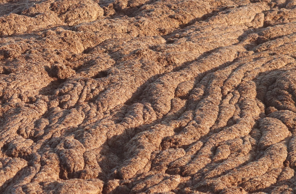 alga invasora los lances tarifa 05072019