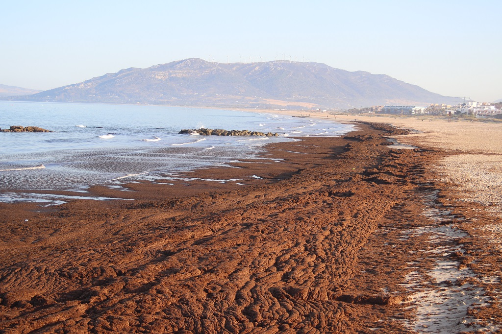 Alga Invasora Tarifa