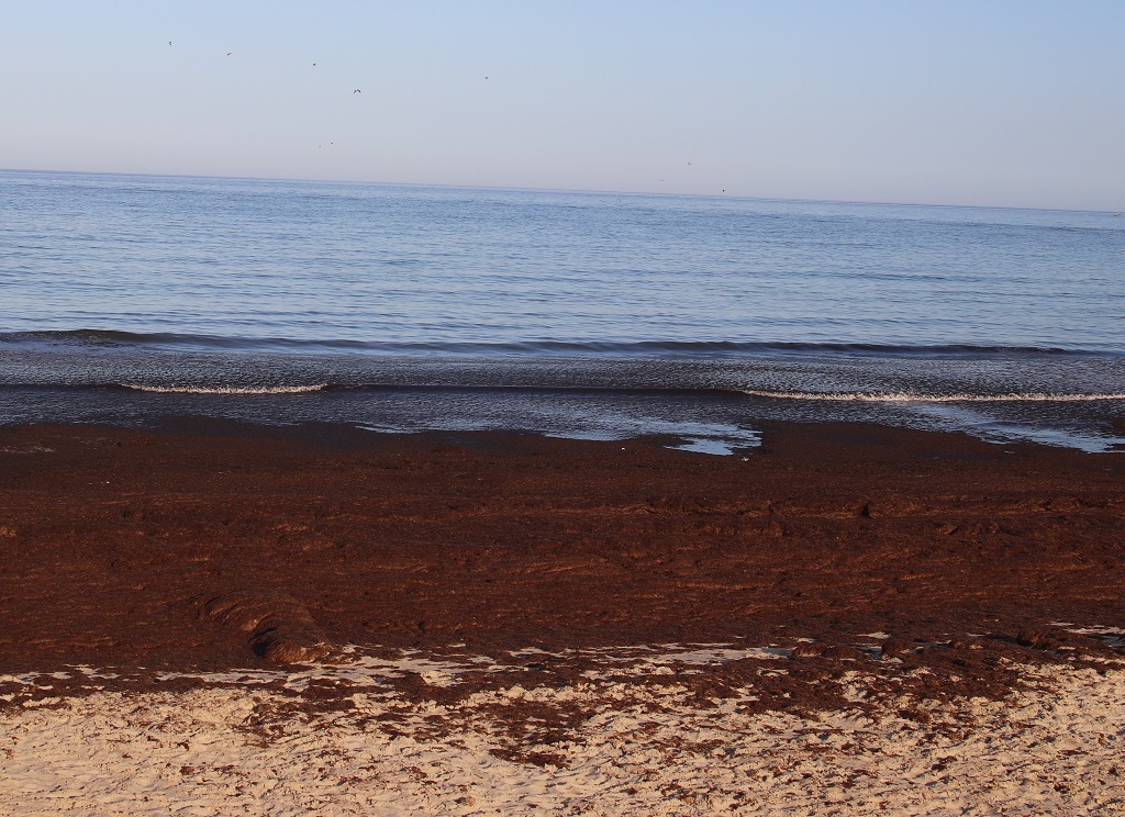 algas invasora impedir el acceso al mar