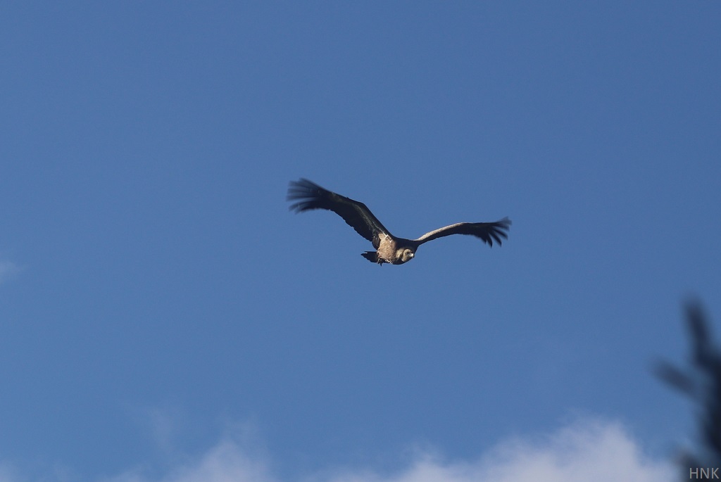Leonado Buitre Tarifa