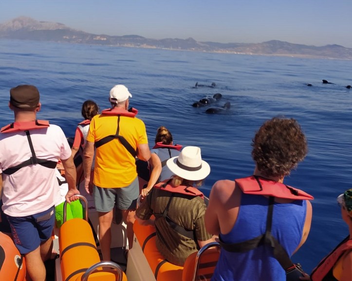 Avistamiento de ballenas en tarifa con toptarifa