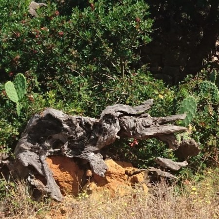 un elefante escupiendo un cocodrilo