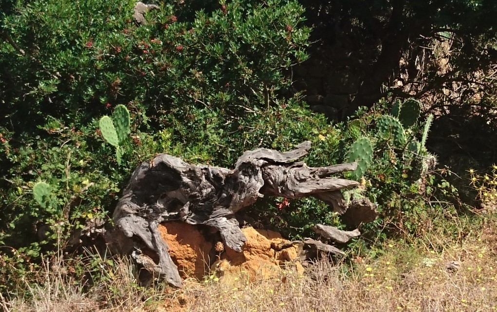un elefante escupiendo un cocodrilo